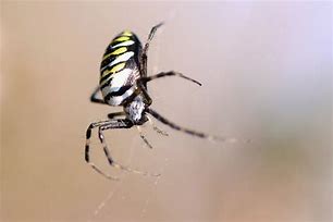 Image result for Argiope