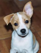 Image result for Rat Terrier Chihuahua Mix Puppies