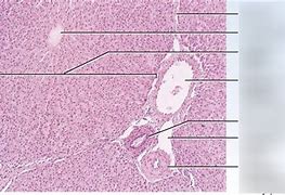 Image result for Histology Diagram