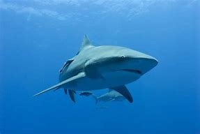 Image result for Bull Shark Photo