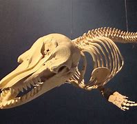 Image result for Strange Animal Skulls