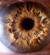 Image result for Macro Eye Photography Blou