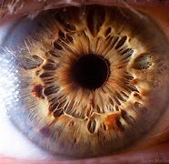 Image result for Macro Eye Photography