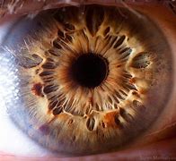 Image result for Macro Eye Photography African American