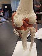 Image result for Posterior Knee Joint