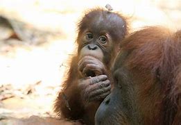 Image result for Ape Species List