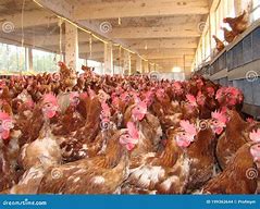 Image result for Chicken Poultry