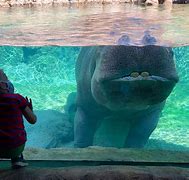 Image result for Hippo On Land