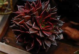 Image result for Black Diamond Succulent