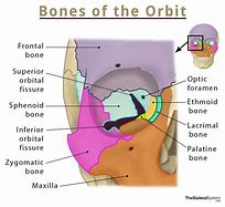 Image result for Orbital Rim Bones