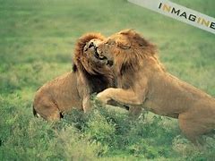 Image result for Lions Fighting Other Animals