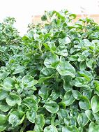 Image result for Bayam Plant