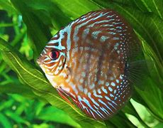 Image result for Freshwater Lake Fish