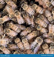 Image result for Varroa Mite in Bee Comb