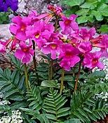 Image result for Flowering Fern