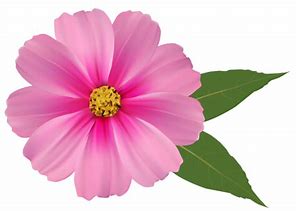 Image result for Pink Daisy Clip Art