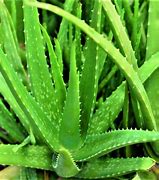 Image result for Mini Aloe Vera Plant