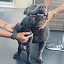 Image result for Cartton Blue Staffy