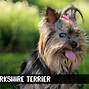 Image result for Popular Small Terrier Breeds