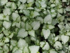 Image result for Dry Shade Ground Cover