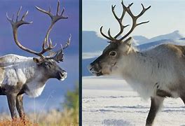 Image result for Caribou Reindeer Size Chart