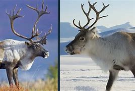 Image result for Caribou Reindeer Herds