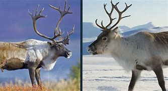 Image result for Difference in Caribou and Reindeer