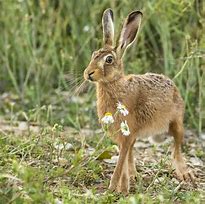 Image result for Women Hare