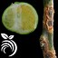 Image result for Black Bugs On Lemon Tree