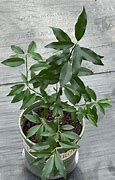 Image result for Maryland Tree Kumquat