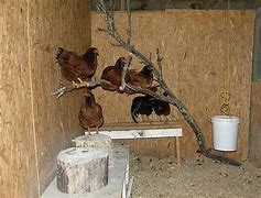 Image result for Chicken Perches for Coops