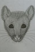 Image result for Barn Rat Drawing