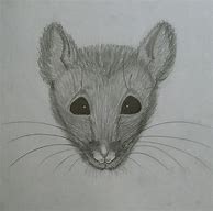 Image result for Pet Rat Drawing