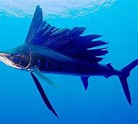 Image result for Fastest Sea Animal