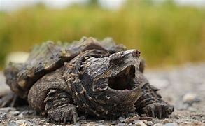 Image result for Turtle Age Chart