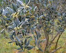 Image result for Olive Tree Marzilla