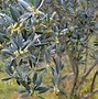 Image result for Olive Tree Marzilla