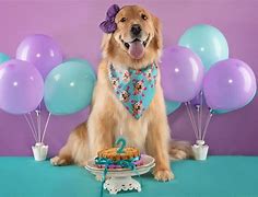 Image result for Happy Birthday Dog Puns