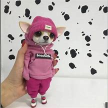 Image result for Chihuahua in Toy Oven