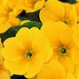 Image result for Yellow Flower Desktop Wallpaper