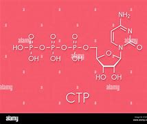 Image result for CTP Biology