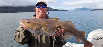 Image result for Alaska Cod