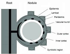 Image result for Soybean Nodule