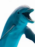 Image result for Dolphine Smile PNG