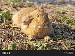 Image result for Light Brown Baby Bunny