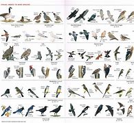 Image result for Backyard Birds Pictures and Names