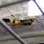 Image result for Large Flying Ant