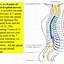 Image result for Spinal Nerve Innervation Chart