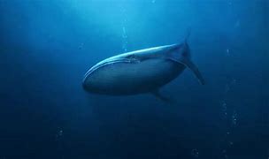 Image result for Whale in Deep Sea