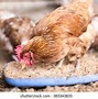 Image result for Poultry Pictues